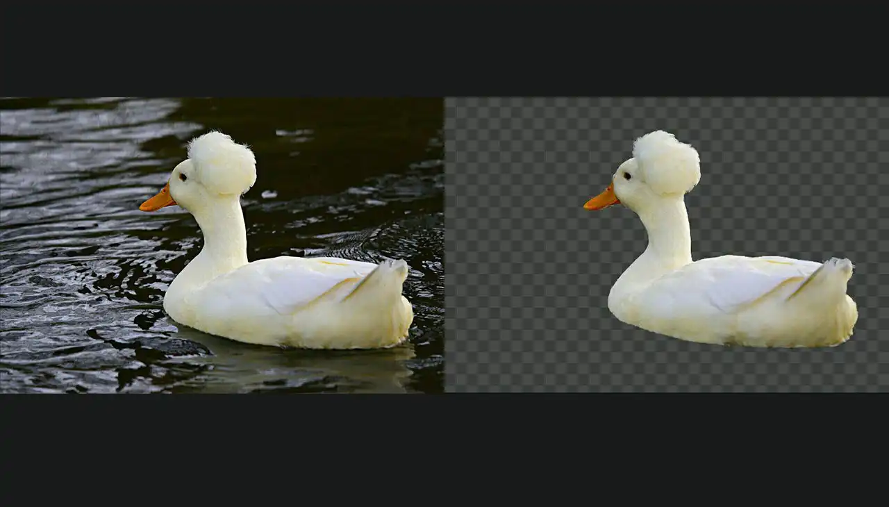 erase background, transparent background, photo editing, erase background